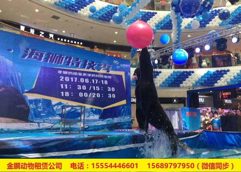 专业海狮表演设计暖场出租租赁江苏宜兴市